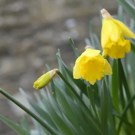 Old Mill Holiday home Lanteglos (Camelford)